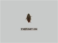 藏品(端紅狹盾椿象)的圖片